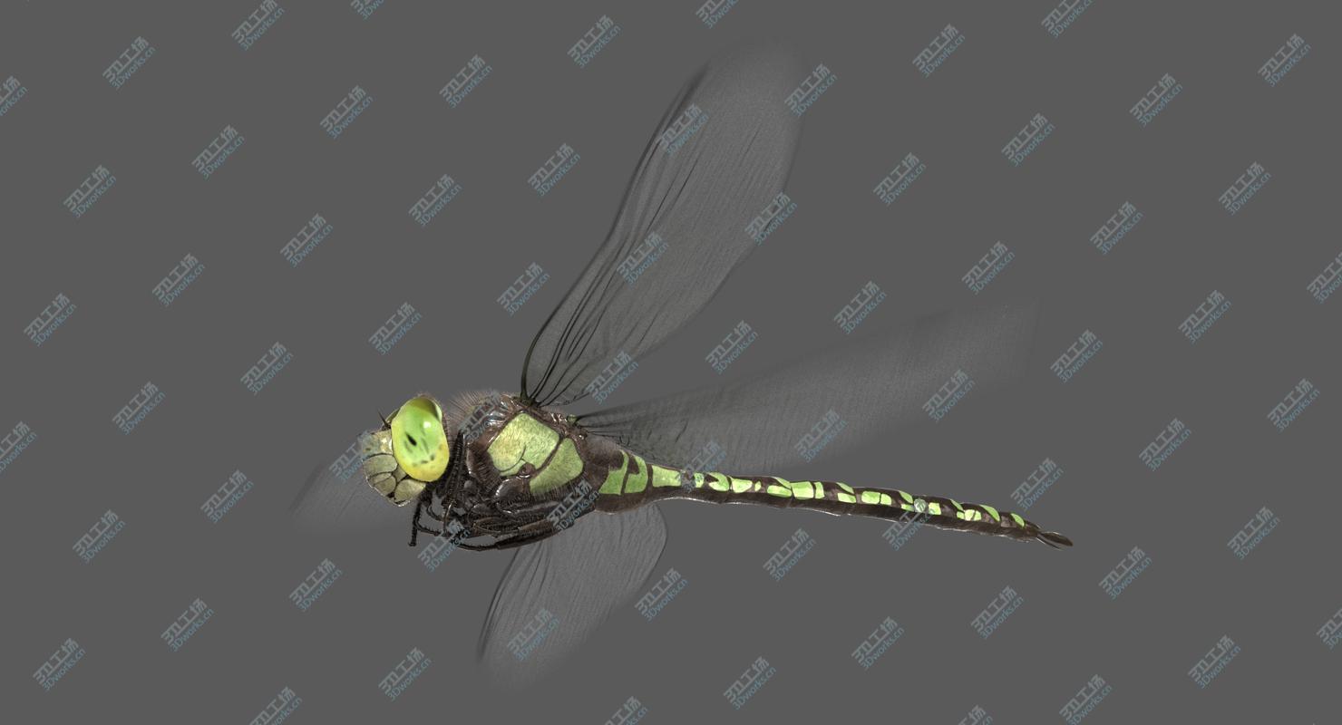 images/goods_img/2021040232/Dragonfly Southern Hawker (Animated) 3D/2.jpg